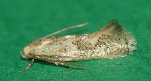 Elachista sp.